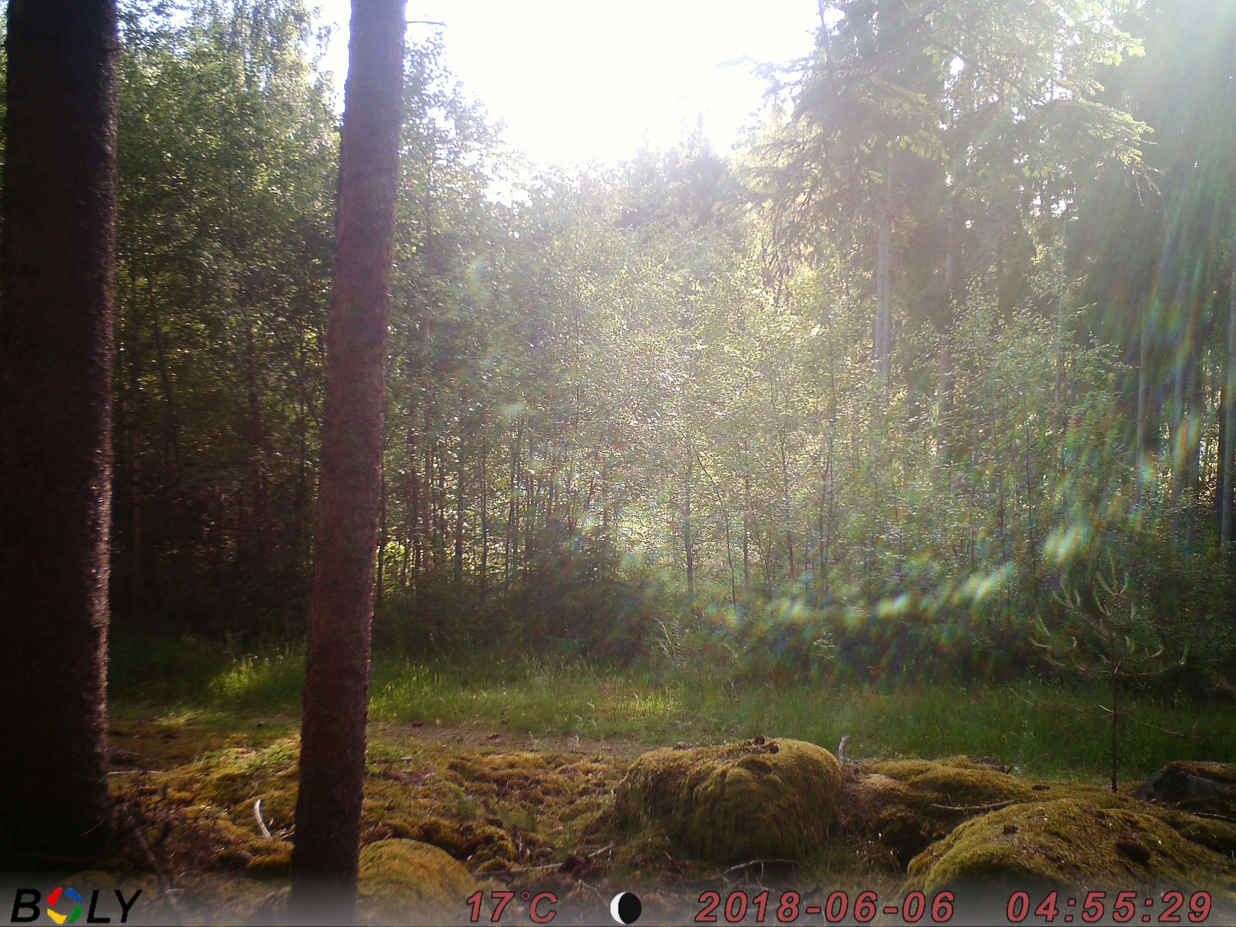 201808192056th165_5768202211742_morgenlys i smålandsk skov.jpg